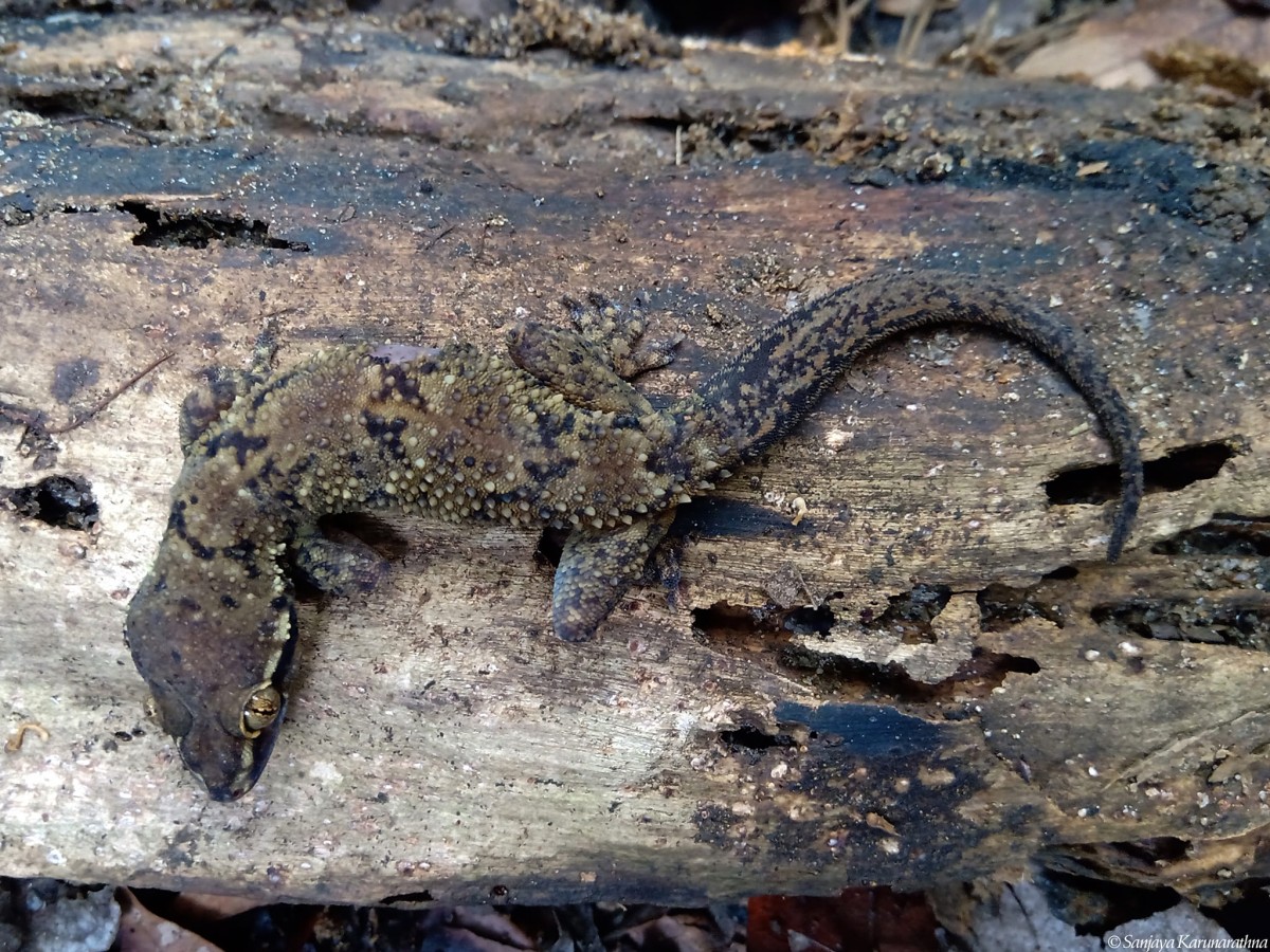 Hemidactylus depressus Gray, 1842